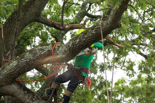 How Our Tree Care Process Works  in  Shakopee, MN